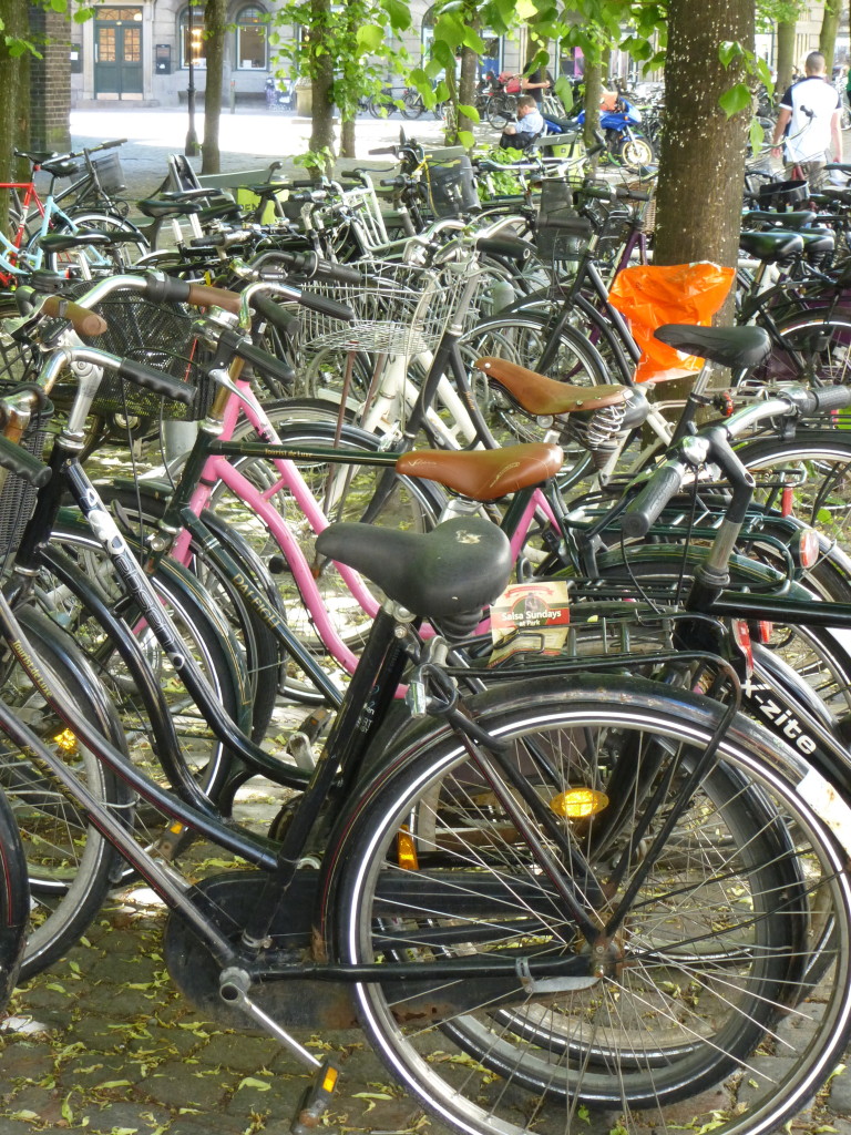 #3 The odd one out. A pink rose bike amongst thorns