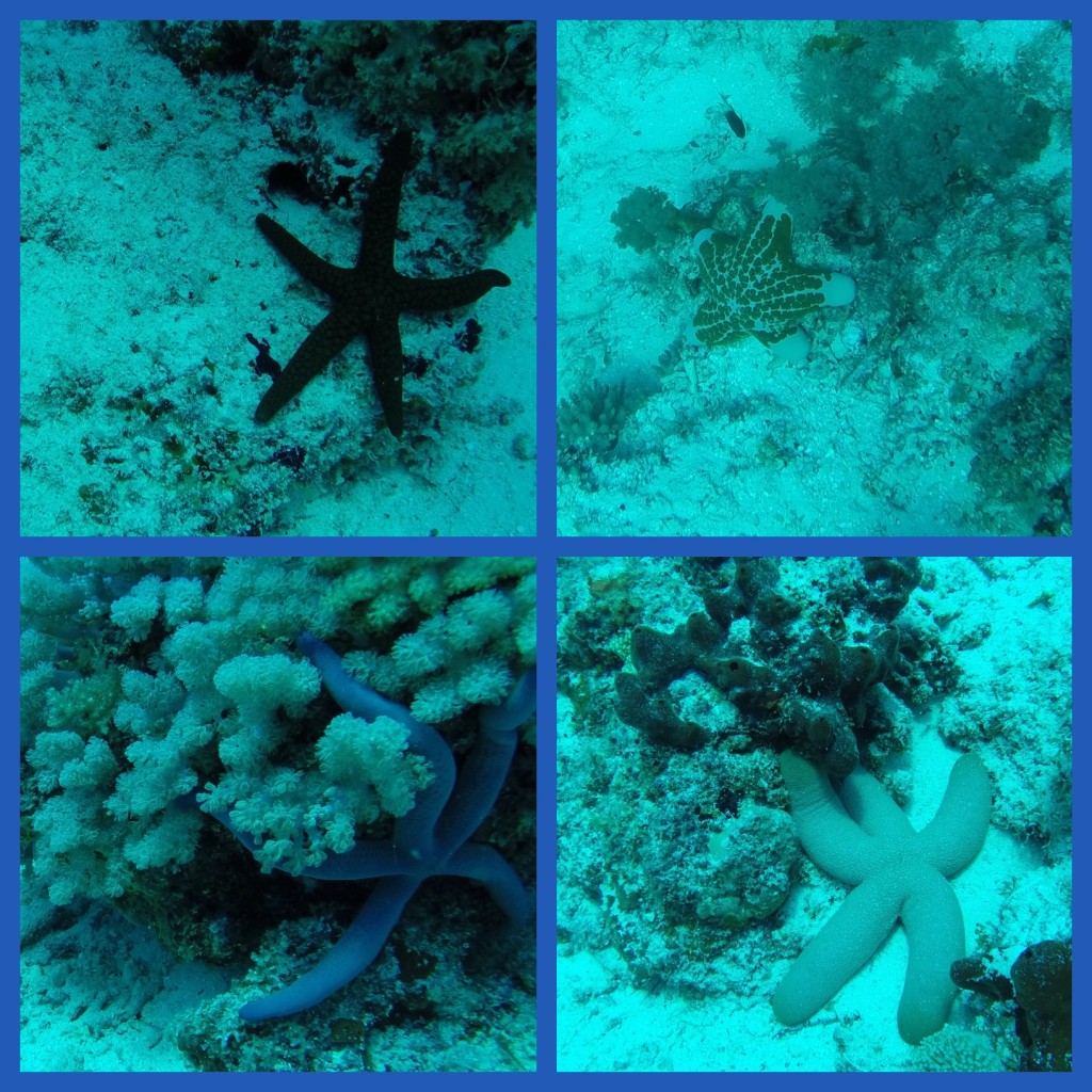 Diving, starfish in Zanzibar