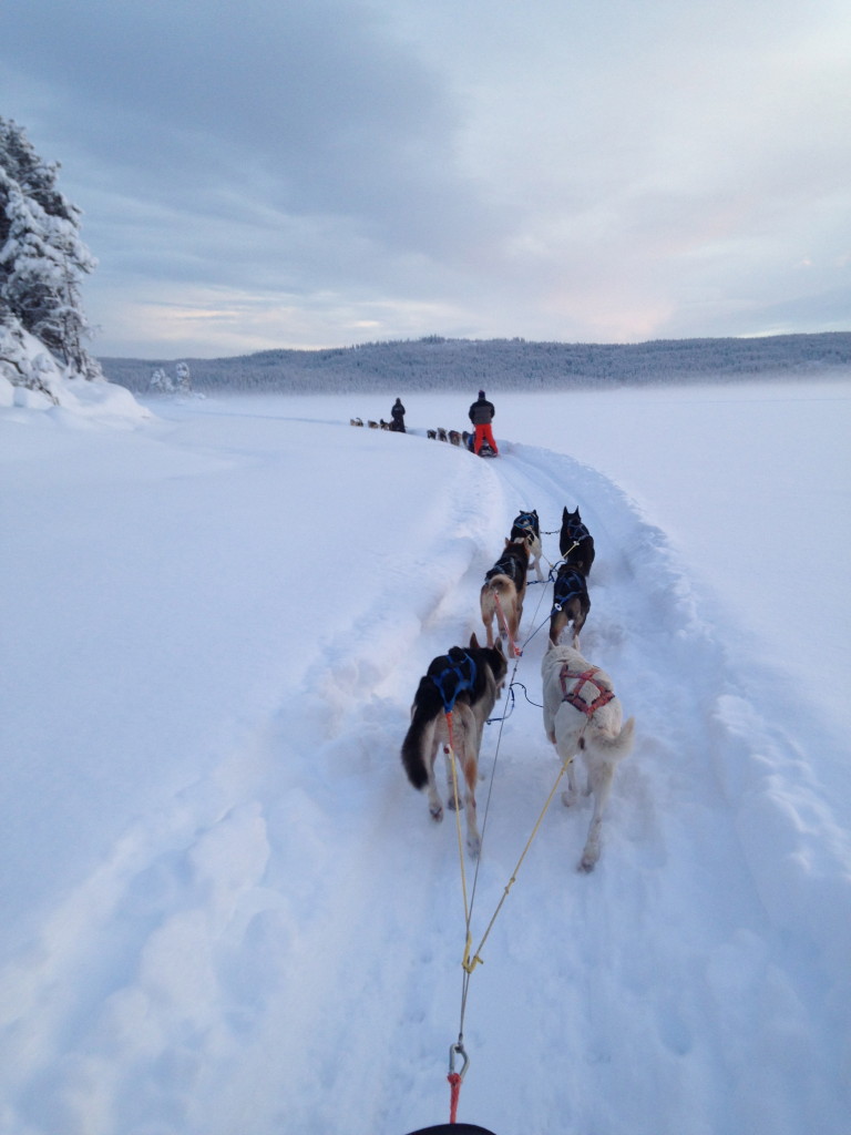 dog sledding Beito husky tours