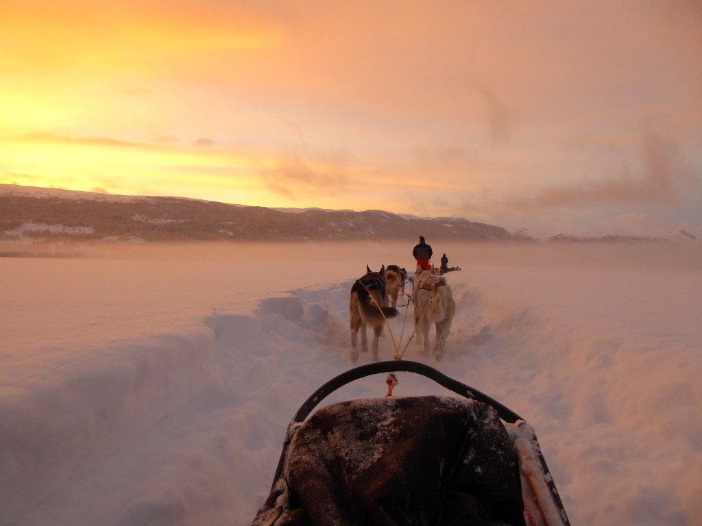 Dog sledding sunset