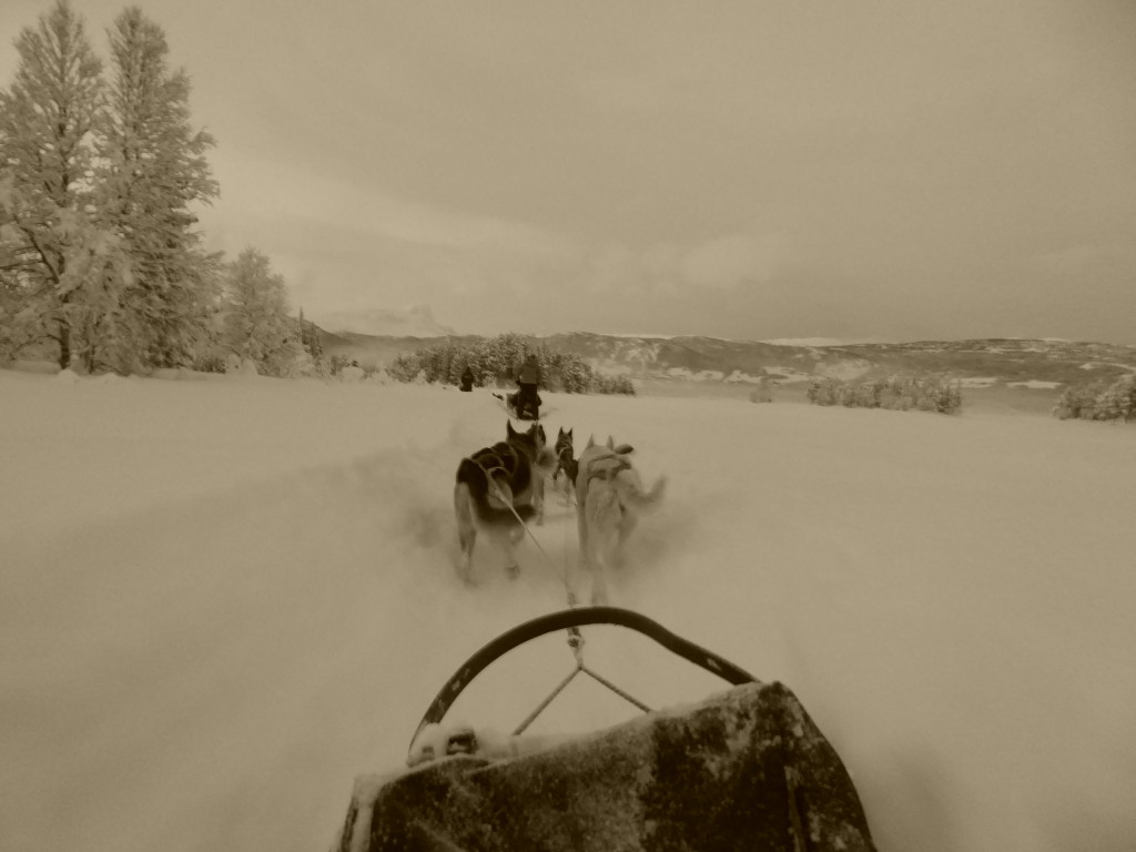 dog sledding