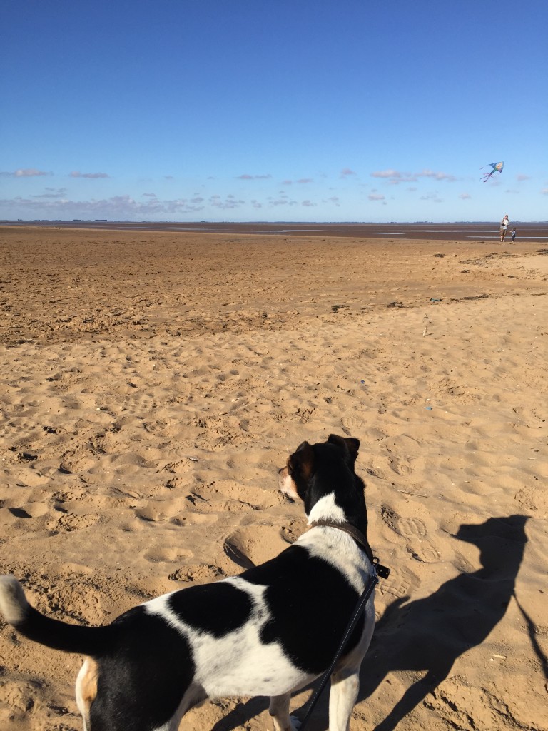 Baxter the Legend at the beach