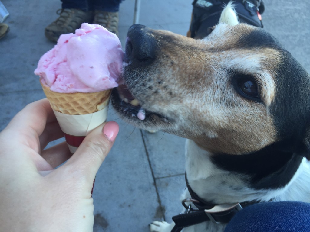 Baxter the Legend enjoying an ice cream