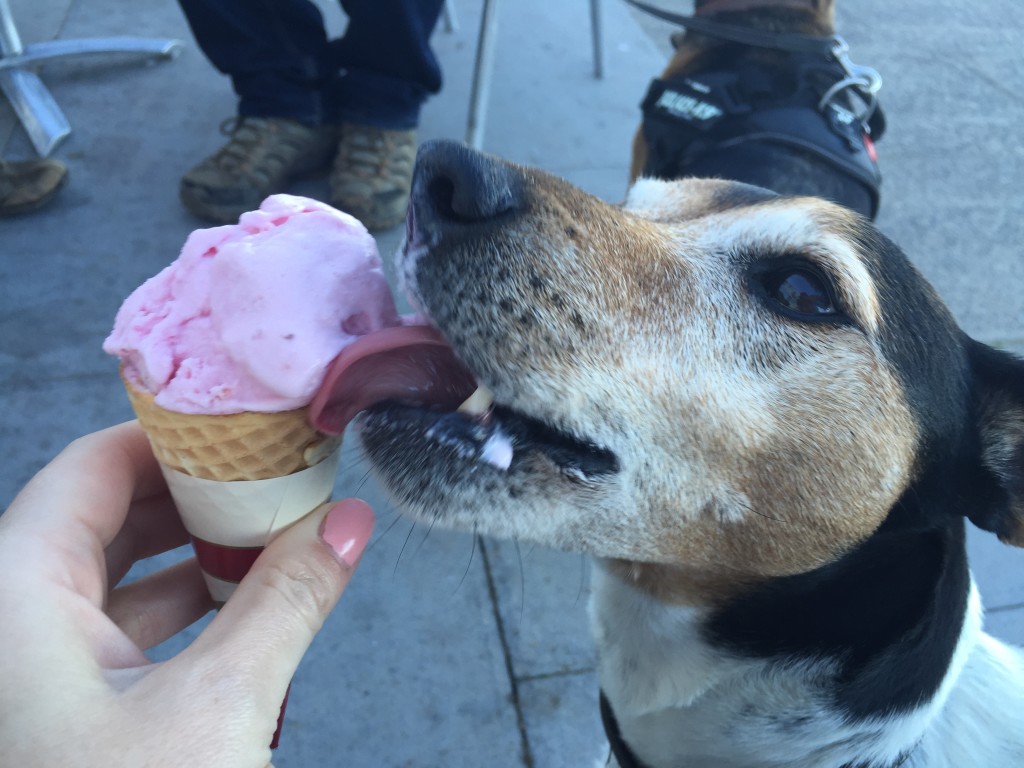 Baxter the Legend with an ice cream