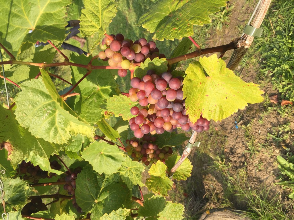 Chilford Hall grapes
