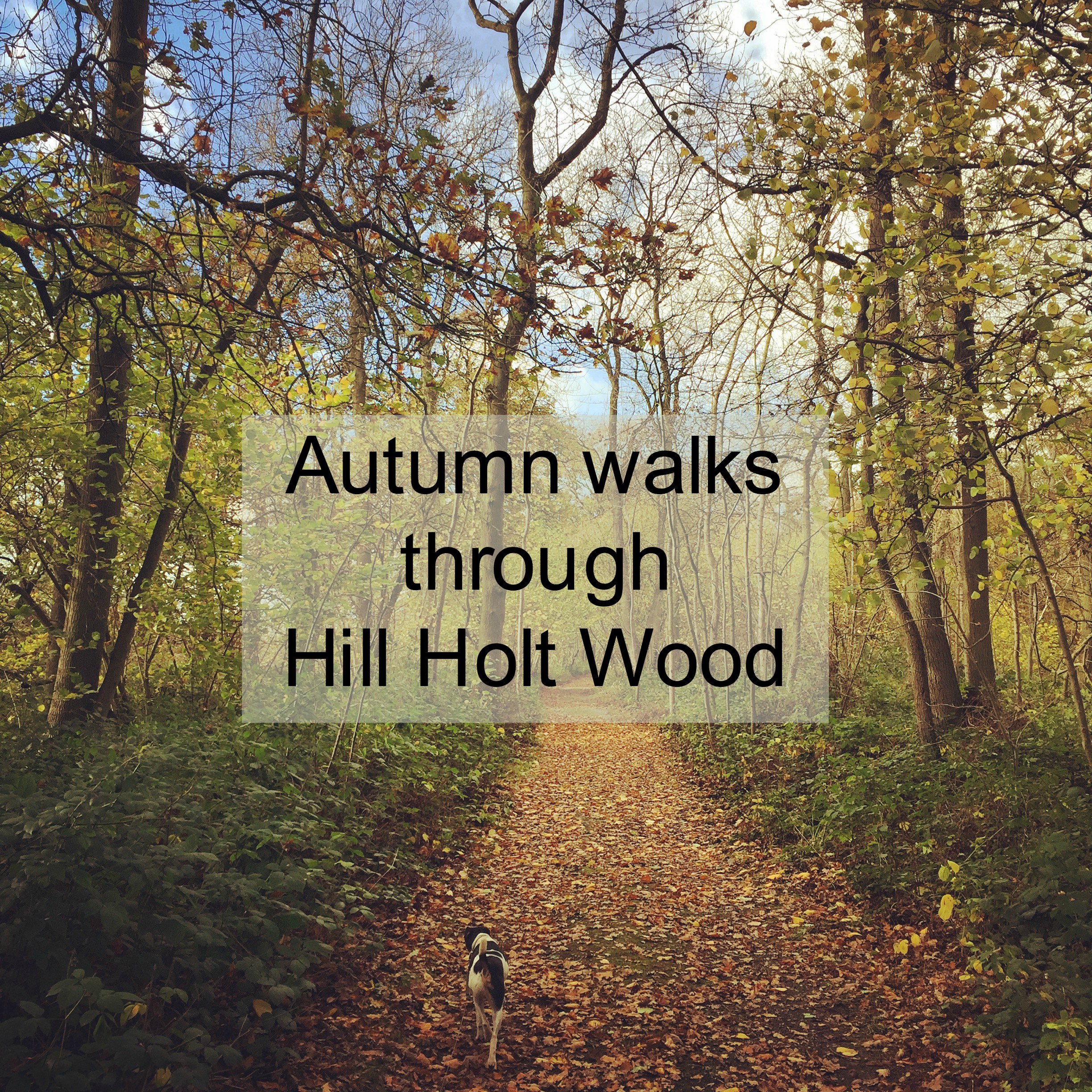 Autumn walks through Hill Holt Wood