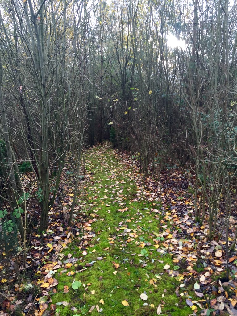 Hill holt wood