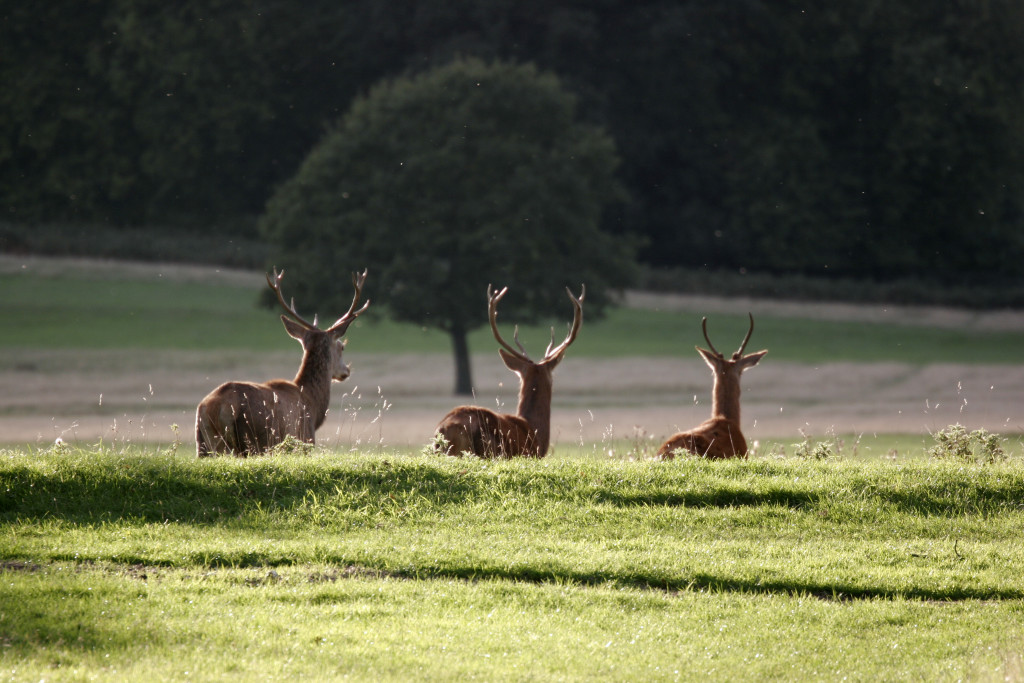 Richmond Park, London