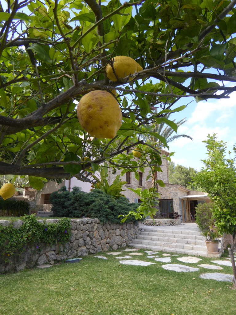 lemons at Travelopo villa