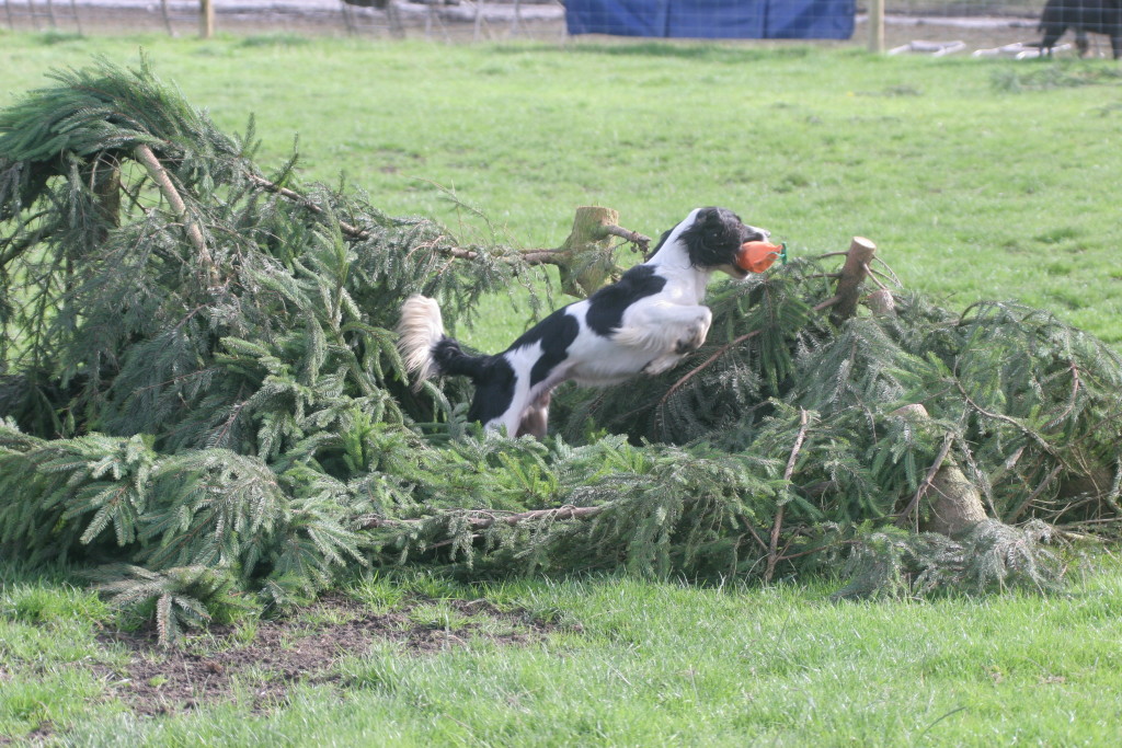 Chatsworth Country Fair - dog jumping