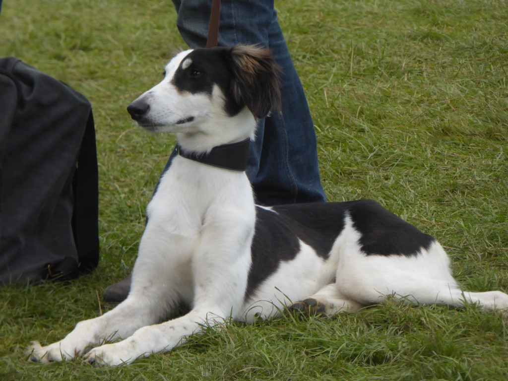dogs at Chatsworth Country show 2016