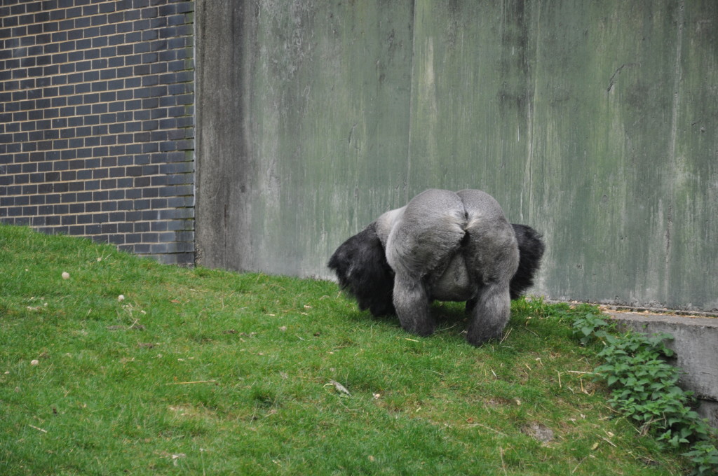 gorilla at Port Lymphe Reserve, Kent