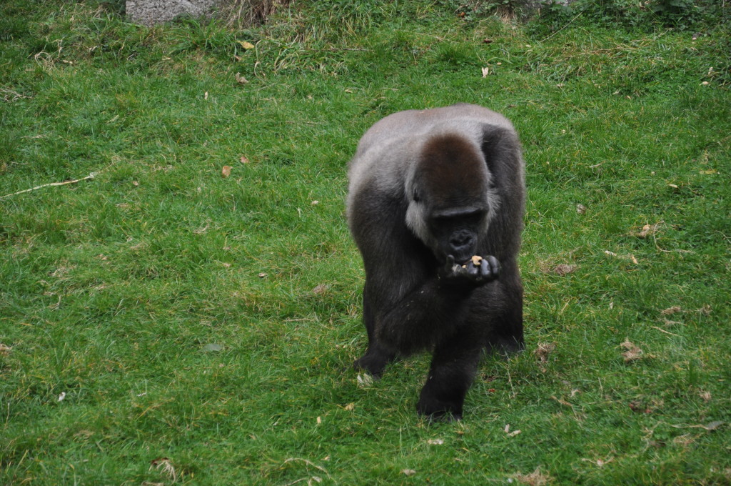 gorilla at Port Lymphe Reserve, Kent
