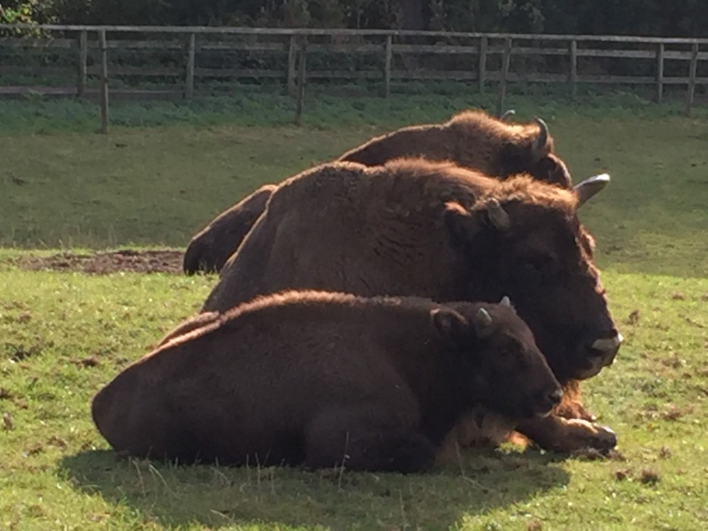 Port Lymphe reserve - Aspinall Foundation