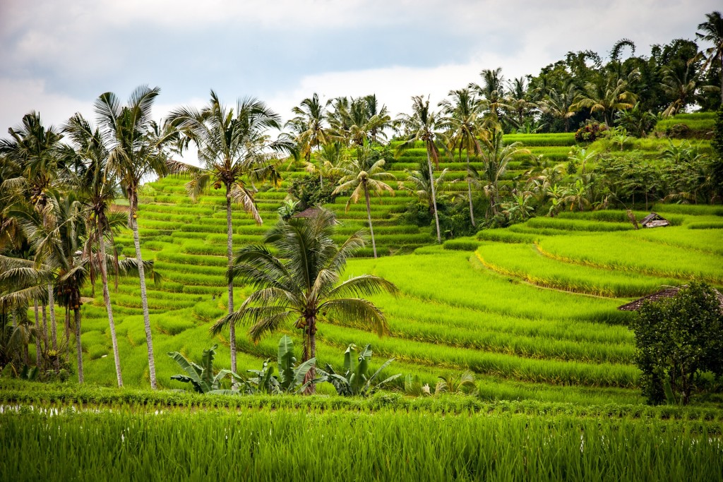 rice fields in Indonesia