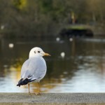 Sponsored post: 5 reasons I want to visit Malmo