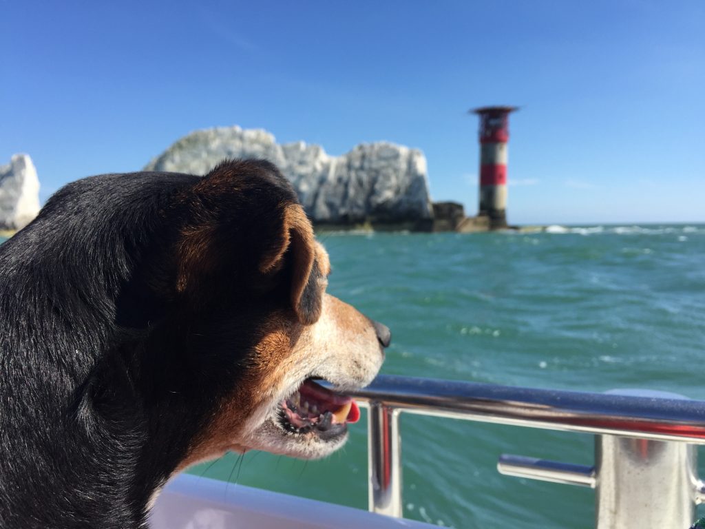 Baxter the Legend at The Needles - dog friendly boat ride