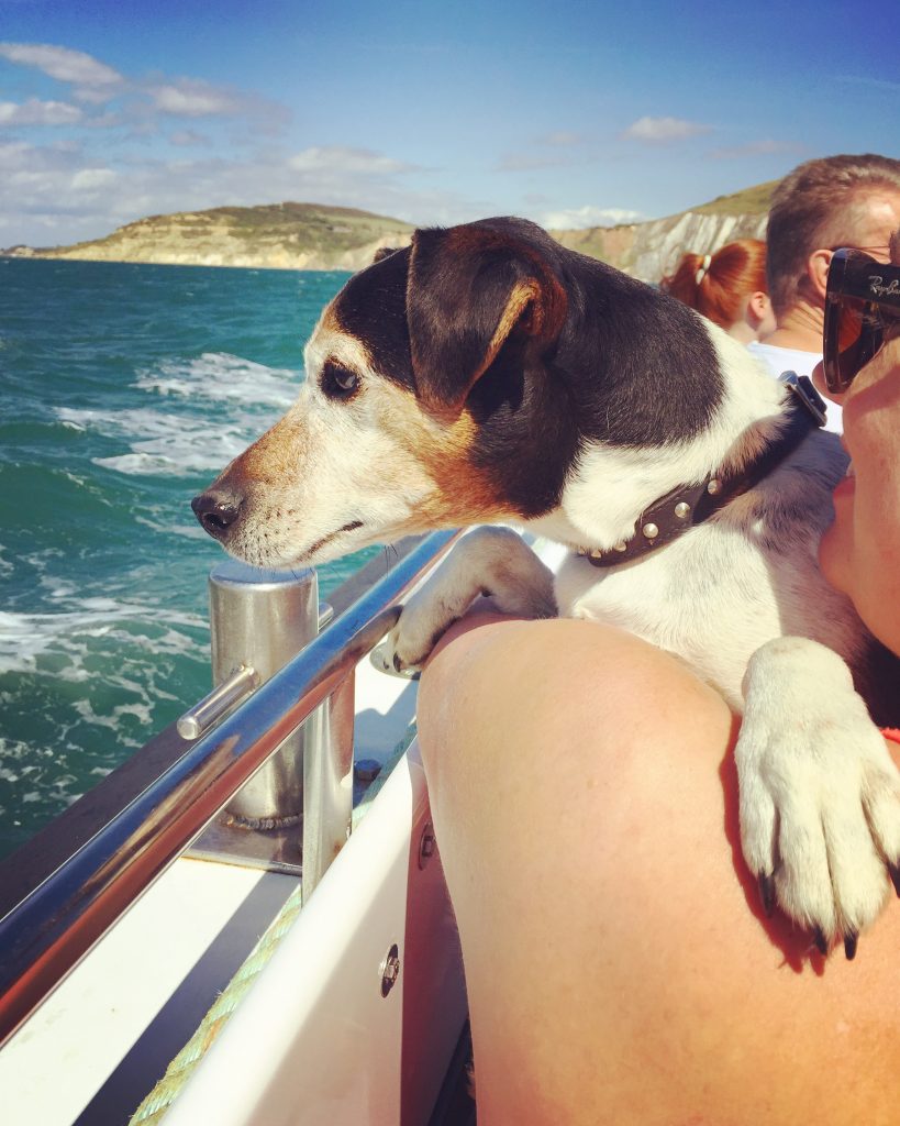 Baxter the Legend at The Needles - dog friendly boat ride