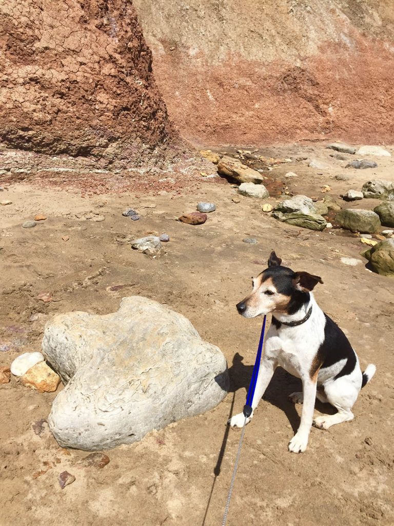 Baxter the Legend at dinosaur beach