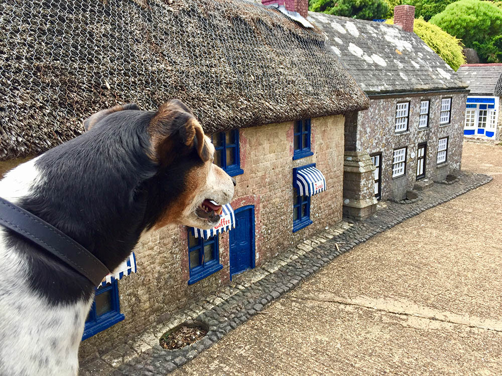 Baxter the Legend at the model village