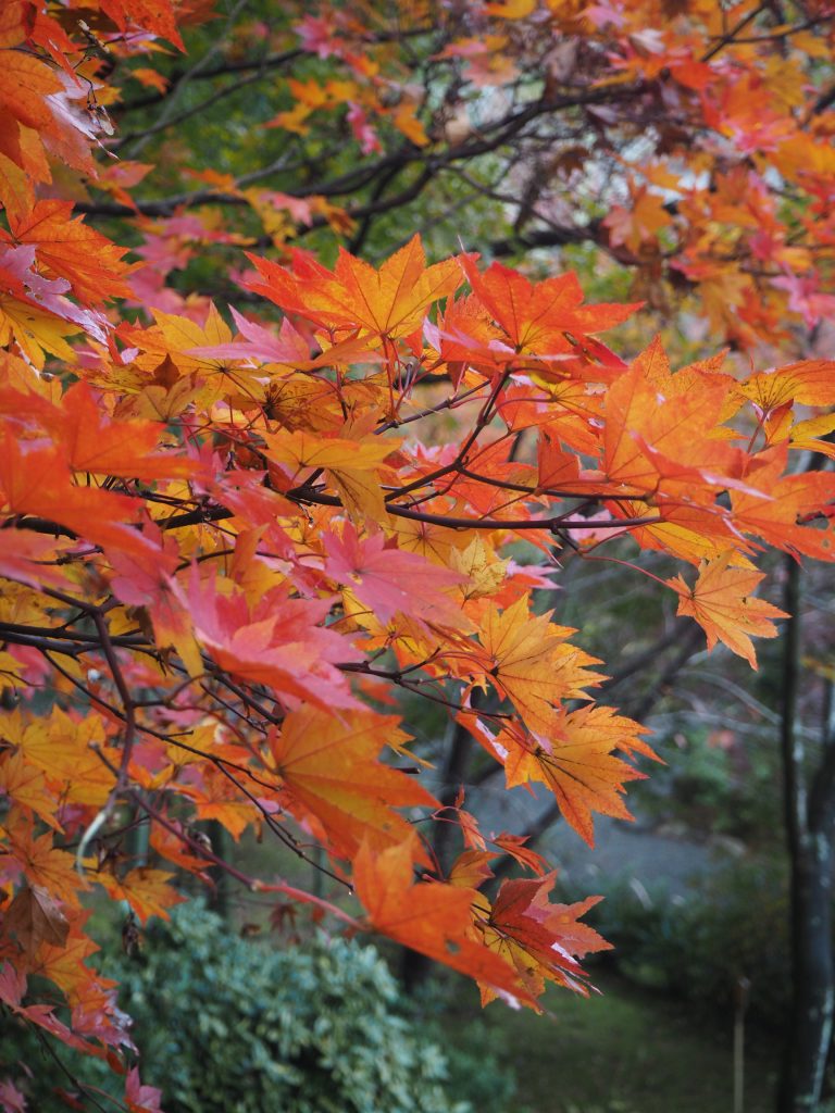 Autumn leaves in My Secret Wakayama