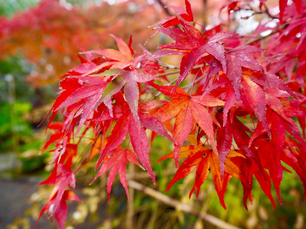 Autumn leaves in Tenryū Shiseizen-ji