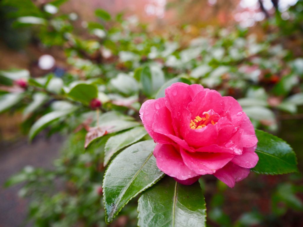 See the last of the Autumn flowers in Wakayama City