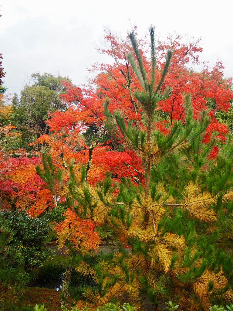 Autumn leaves in Tenryū Shiseizen-ji 