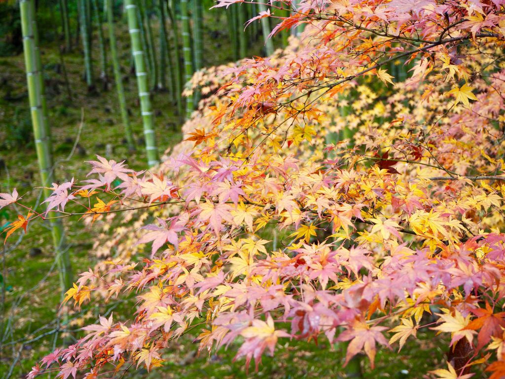 orange Autumn leaves in Tenryū Shiseizen-ji 