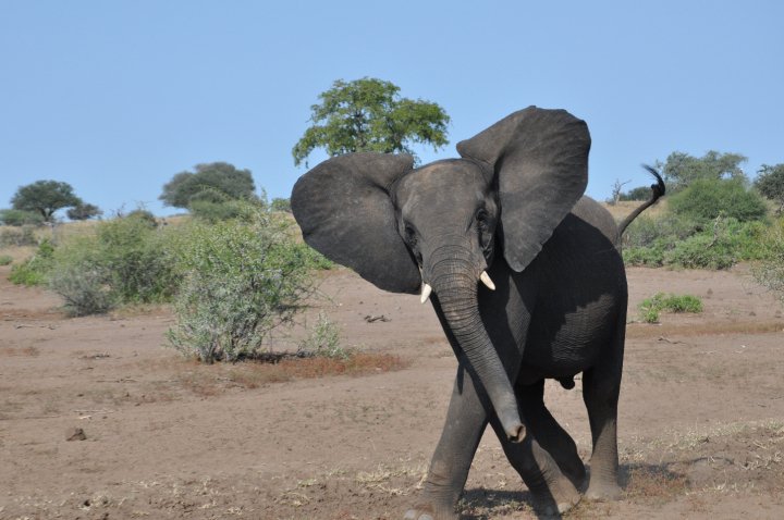safari in Botswana (from South Africa) Elephant
