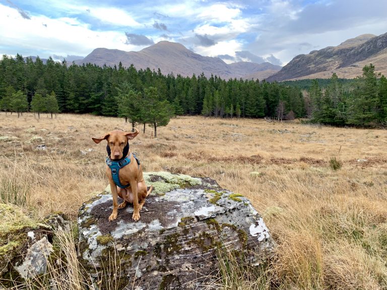 The best dog friendly holiday in Knoydart, Scotland