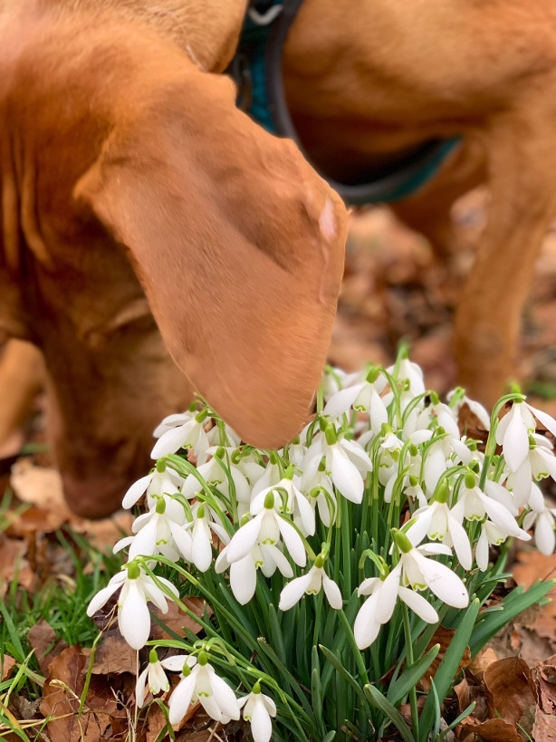 Batsford Arboretum, dog friendly things to do in Moreton-in-Marsh