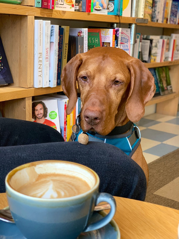 Jaffe and neale bookshop and cafe, Stow, dog friendly