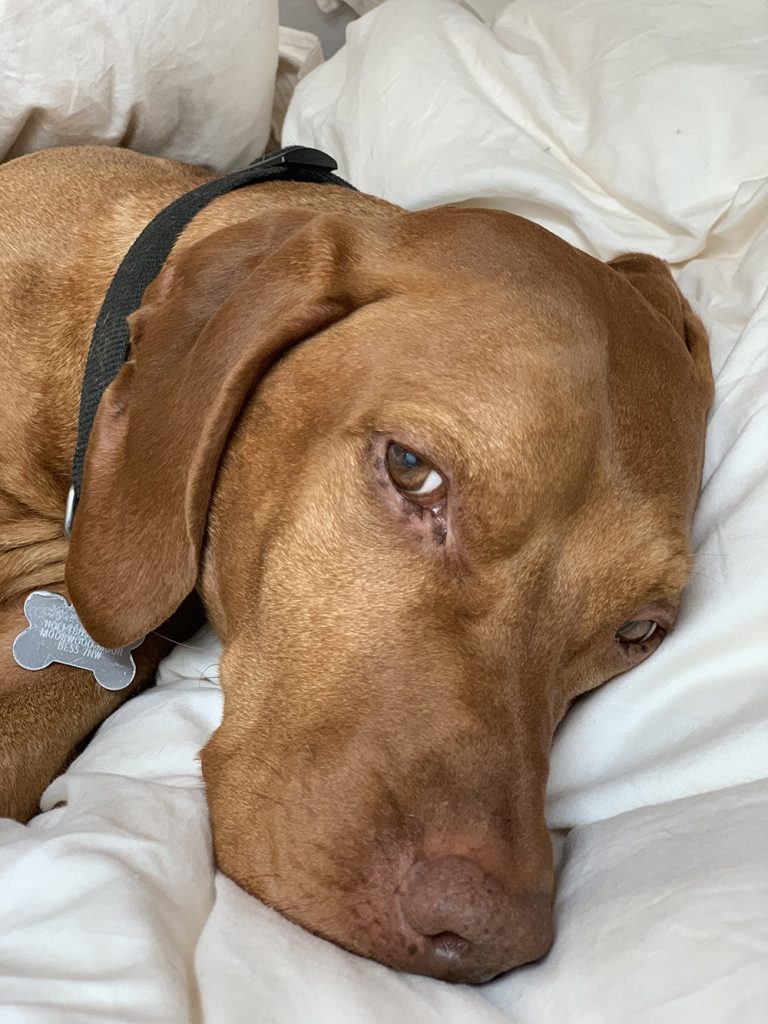 Feel Good Do Good Week 2 - Rowland the Vizsla