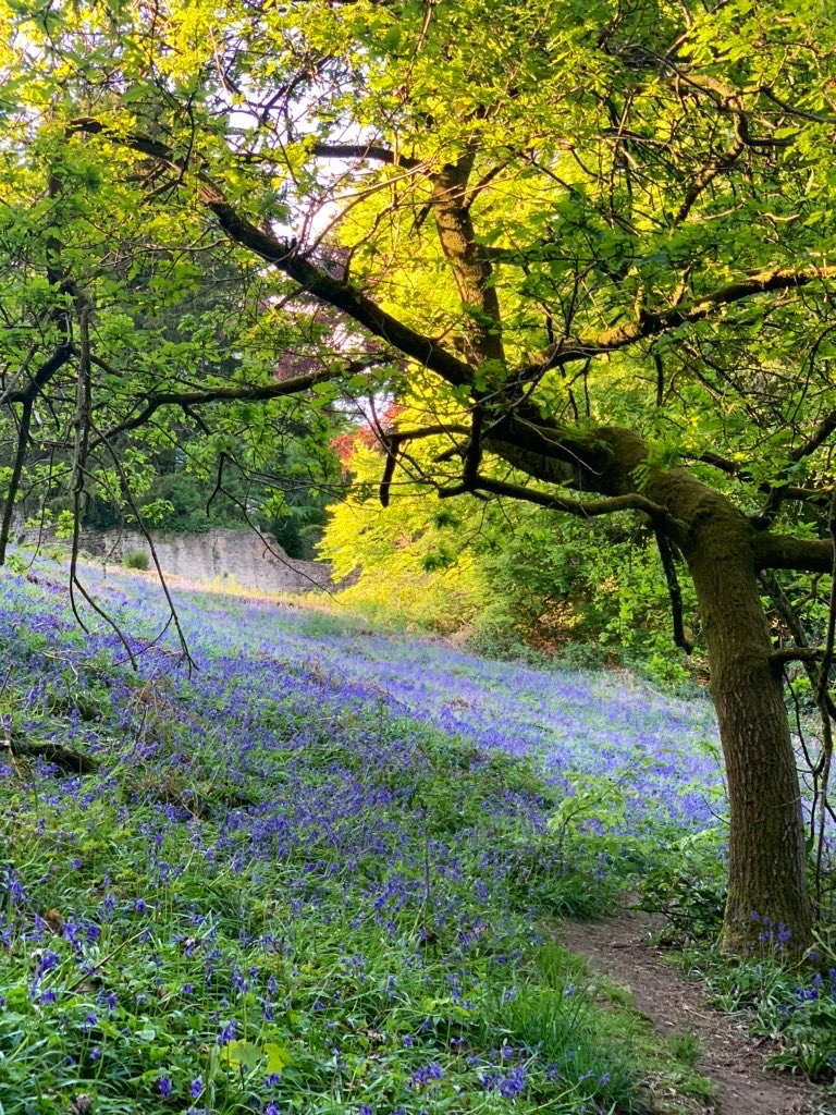 Photos of Matlock in Lockdown - bluebells