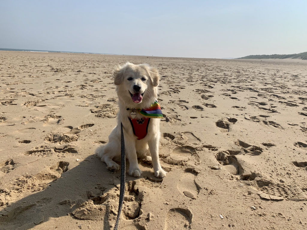 Holkham Beach - Dog Friendly Norfolk