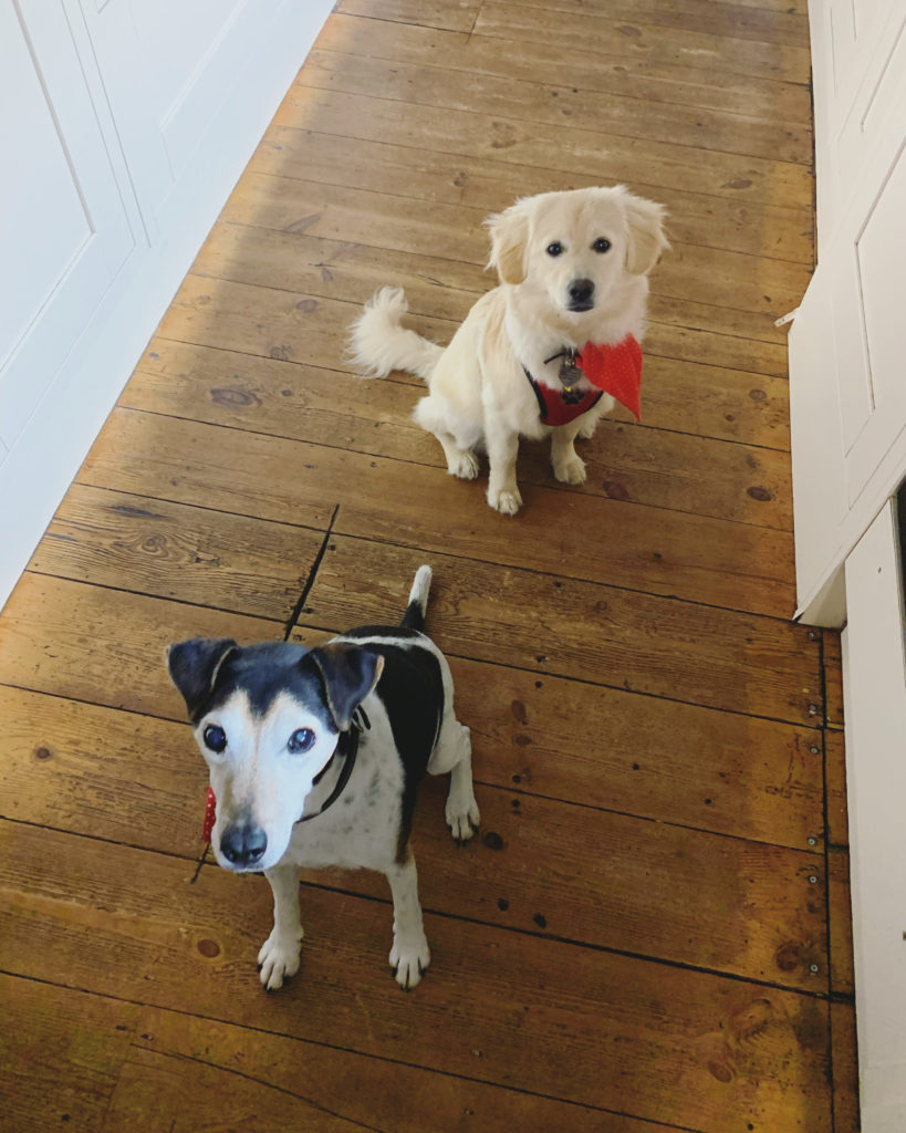 Cookie and Baxter - best uk pet blogger