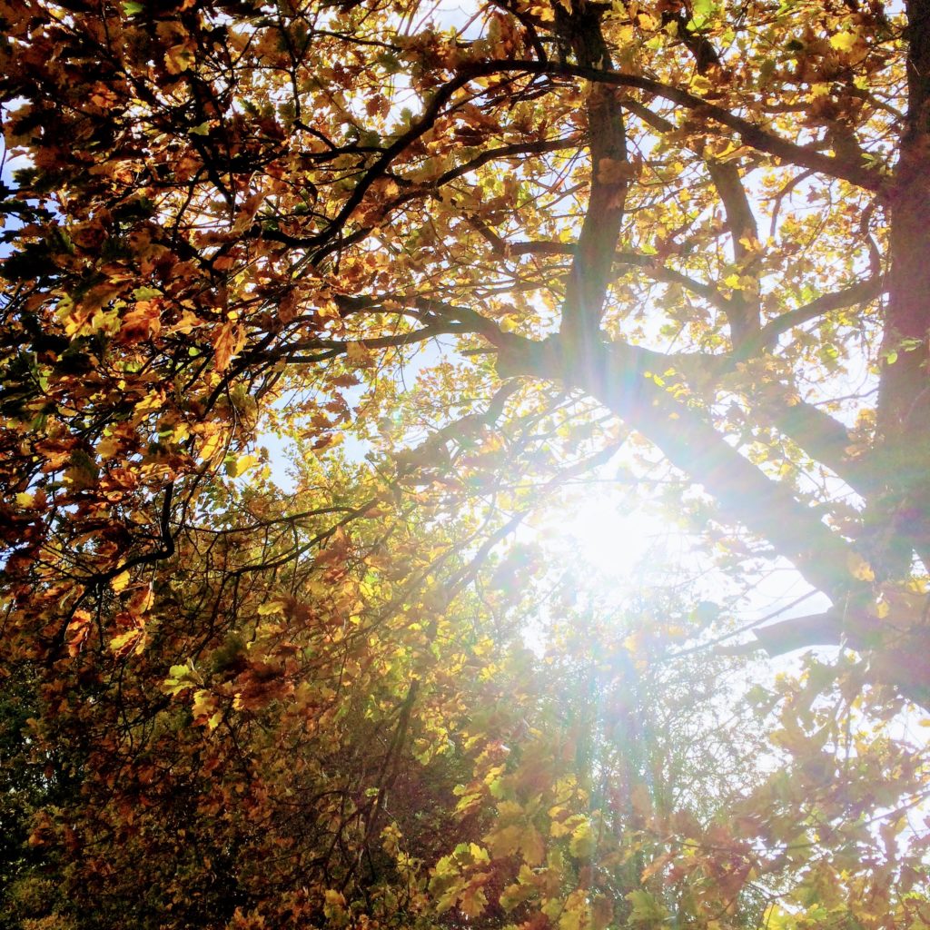 Top Things to Enjoy about Autumn Walks