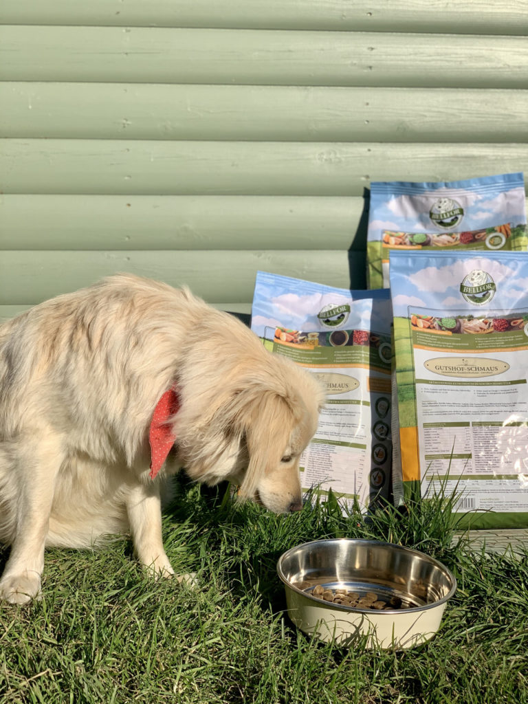 Cookie the rescue dog enjoying Zoo Experte food from Bellfor