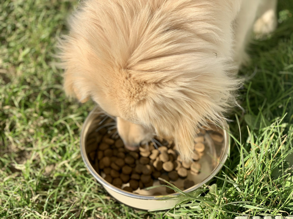 Cookie the rescue dog eating her bellfor insect food