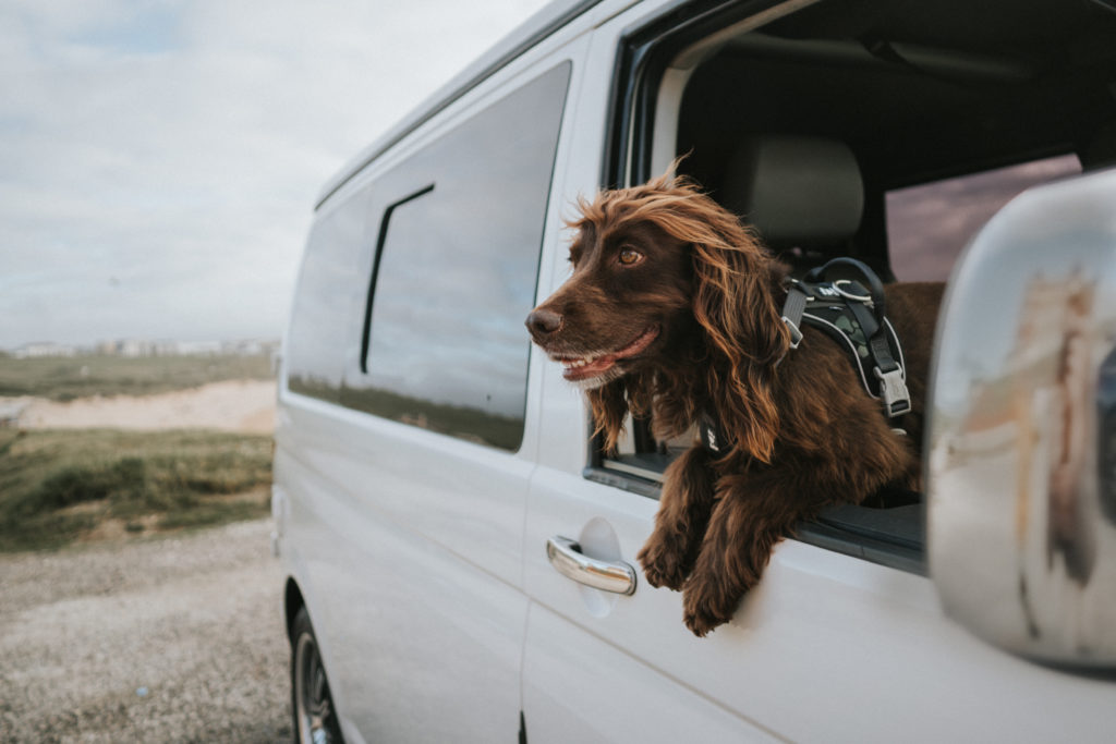 travelling around europe in a campervan with a dog