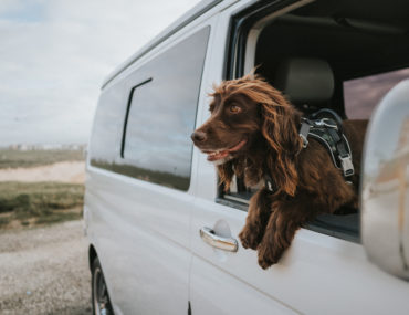 The ultimate guide to travelling in a campervan with a dog
