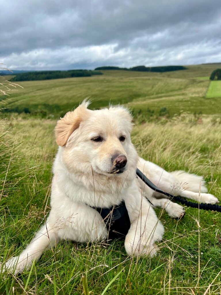 Cookie having a rest as we walk to the Redesdale Arms in Northumberland