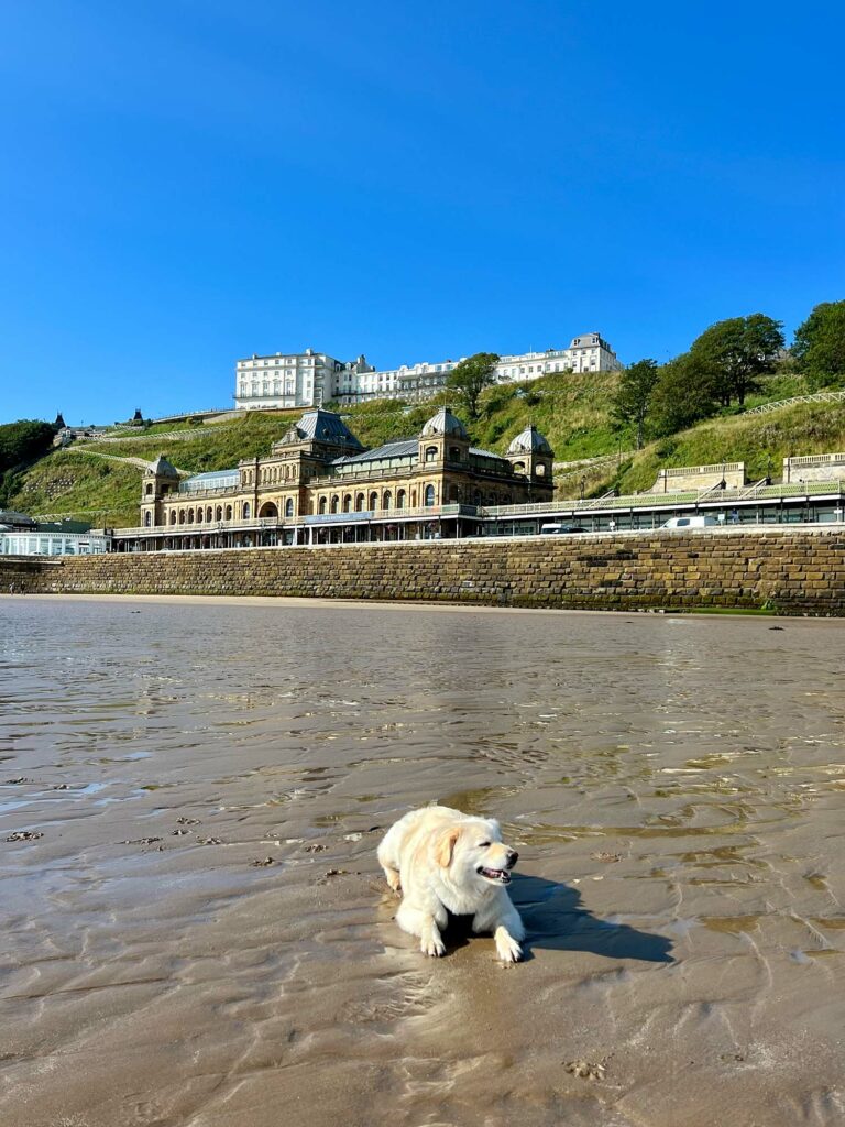 A Dog Friendly Stay In Scarborough At Bike & Boot