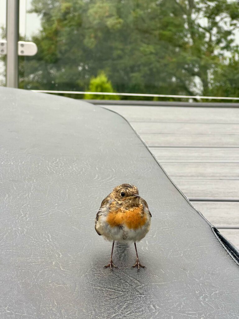 The Windermere Suite friendly Robin at the beech Hill Hotel and Spa