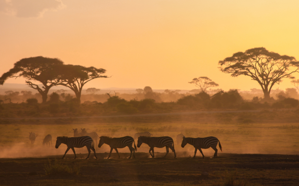 Safaris and Beyond: How To Explore South Africa’s Diverse Wildlife