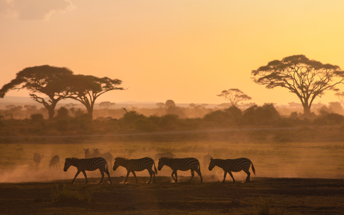 Safaris And Beyond: How To Explore South Africa’s Diverse Wildlife