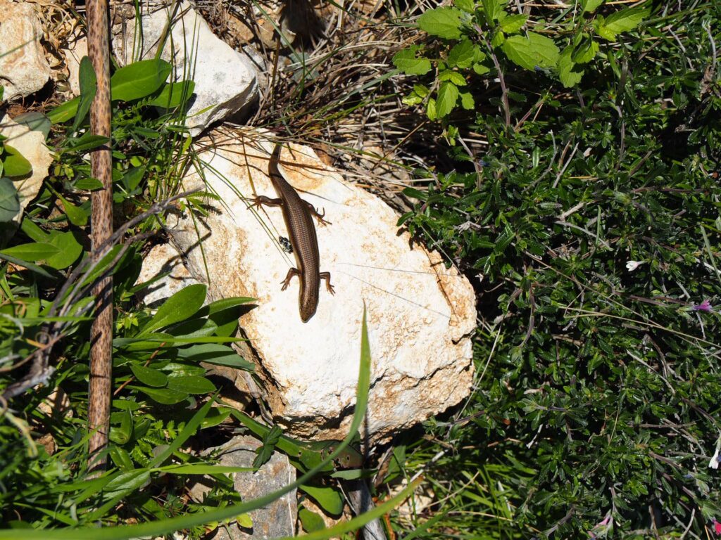 Best Hiking Near Paphos, Cyprus: Trails, Tips, and Local Eats
