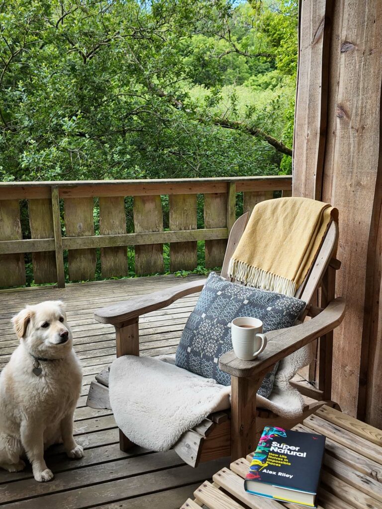A unique cabin on the Pembrokeshire Coast - Y Berllan Hideaway