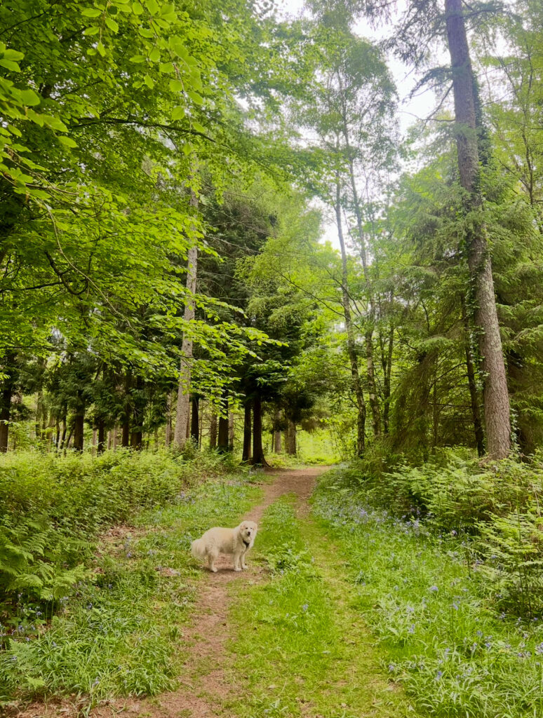 The best writing retreat at Starcroft Cabins